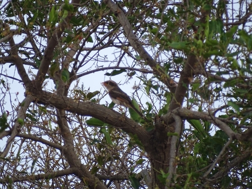 Yellow-billed Shrike