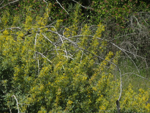 Image of Berberis nevinii by no rights reserved