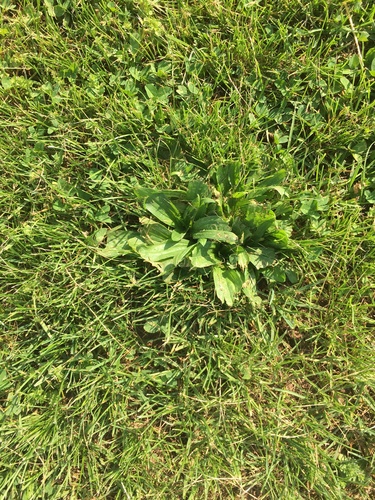 photo of Common Sorrel (Rumex acetosa acetosa)