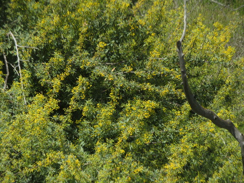 Image of Berberis nevinii by no rights reserved
