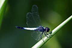 Brachydiplax farinosa