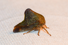 Telamona monticola