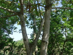 Mangifera indica