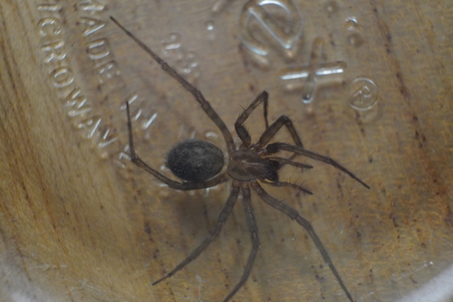 Barn funnel weaver