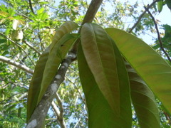 Mangifera indica