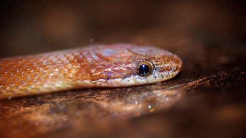 Pine Woods Littersnake