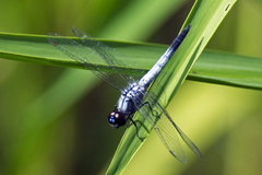 Brachydiplax farinosa