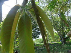 Mangifera indica