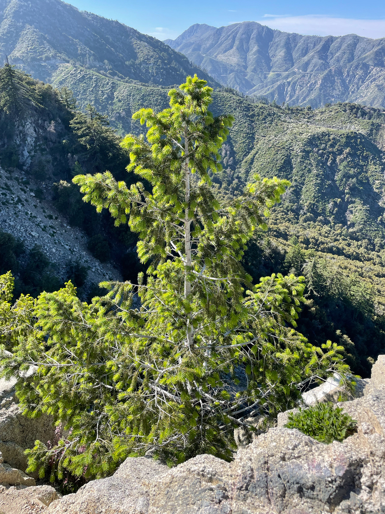 Bigcone Douglas-fir from Pasadena on May 18, 2024 at 04:51 PM by ...