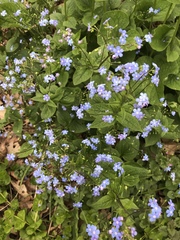 Brunnera macrophylla