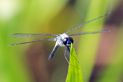Brachydiplax farinosa