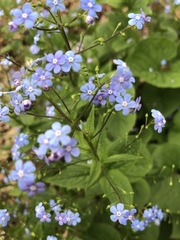 Brunnera macrophylla