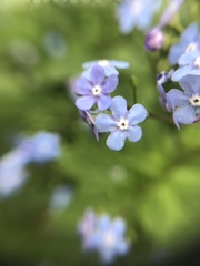 Brunnera macrophylla