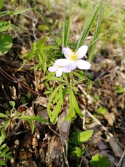 Anemonoides caerulea