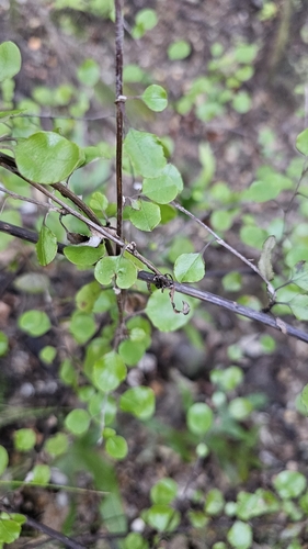 Ozothamnus glomeratus, photograph 1