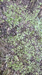 Ozothamnus glomeratus, photograph Henry Hart, CC0, iNaturalist via GBIF