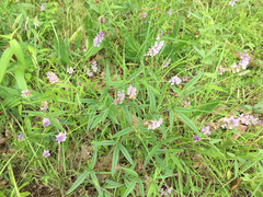 Orbexilum pedunculatum gracile