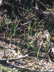 Carex lacustris