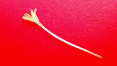 Sabicea cinerea