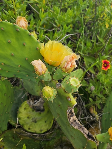 Image of Opuntia tunoidea by (c) Nick Abbate, some rights reserved (CC BY)