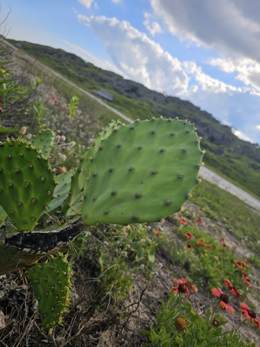 Image of Opuntia tunoidea by (c) Nick Abbate, some rights reserved (CC BY)