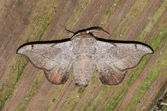 Cicinnus melsheimeri