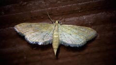 Parapoynx allionealis