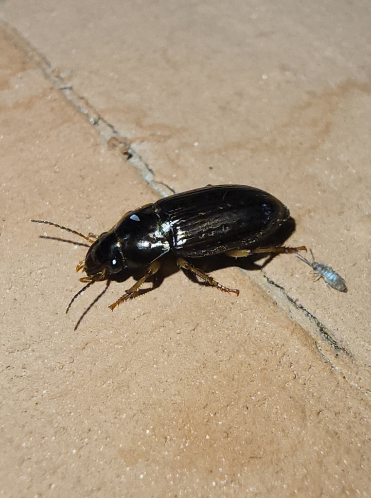 Selenophorus from Blythewood, SC, USA on May 18, 2024 at 11:09 PM by ...