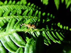 Cryptoderma formosense
