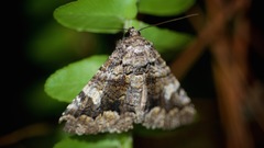Metria amella