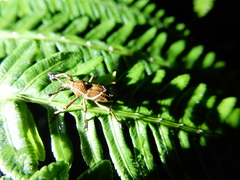 Cryptoderma formosense