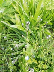 Myosotis