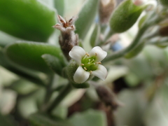 Kalanchoe millotii