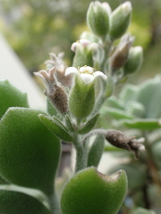 Kalanchoe millotii
