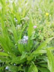 Myosotis