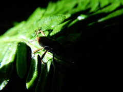 Cryptoderma formosense