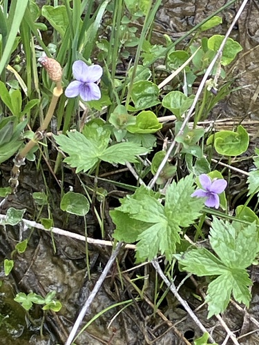 rain violet (Viola pluviae)