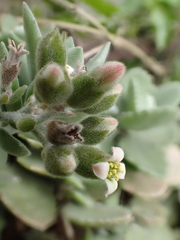 Kalanchoe millotii