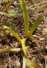 Colchicum hierosolymitanum