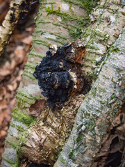 Inonotus obliquus sterilis