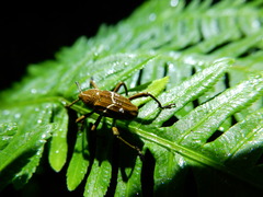 Cryptoderma formosense