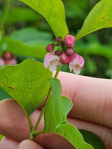 Common Snowberry