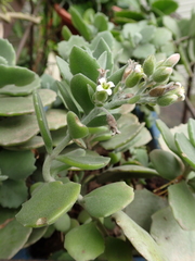Kalanchoe millotii