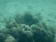 Cantherhines pardalis