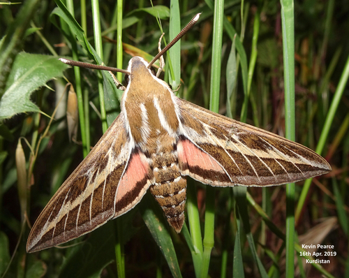 Striped Hawkmoth