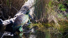 Pseudemys peninsularis