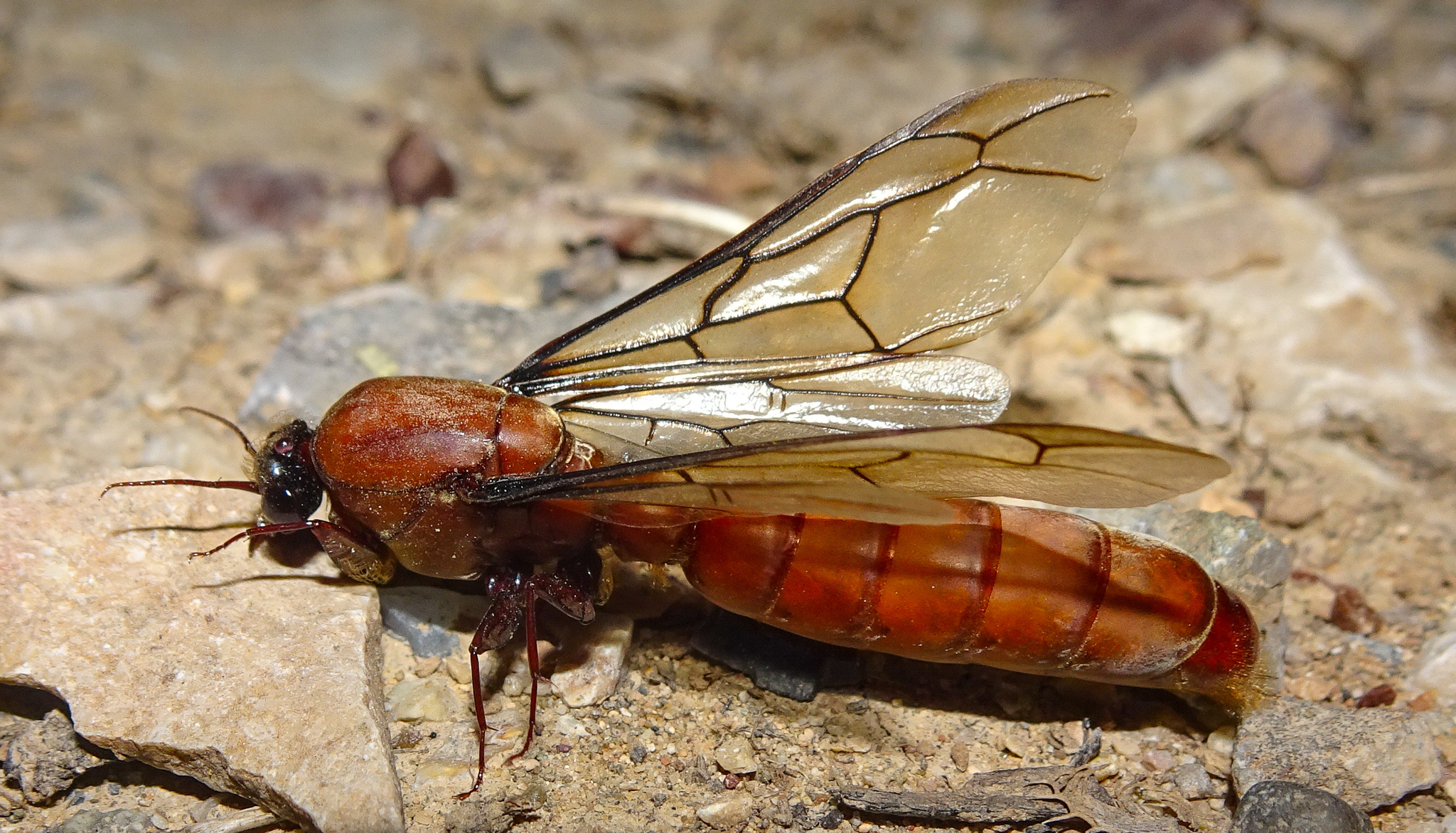 Dorylus fulvus juvenculus