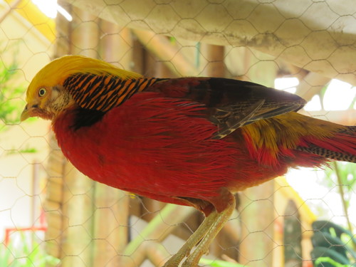 Chrysolophus pictus
