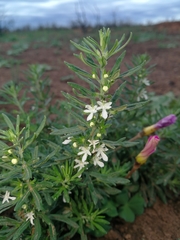 Teucrium trifidum