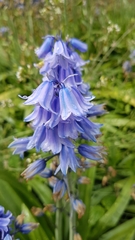 Hyacinthoides hispanica